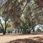 Petros To Let Kalogria (Achaea)